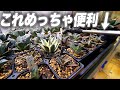 【絶対に買え】水やりを超効率的に出来る最強のアイテムを紹介します[多肉植物][アガベ][塊根植物][観葉植物]