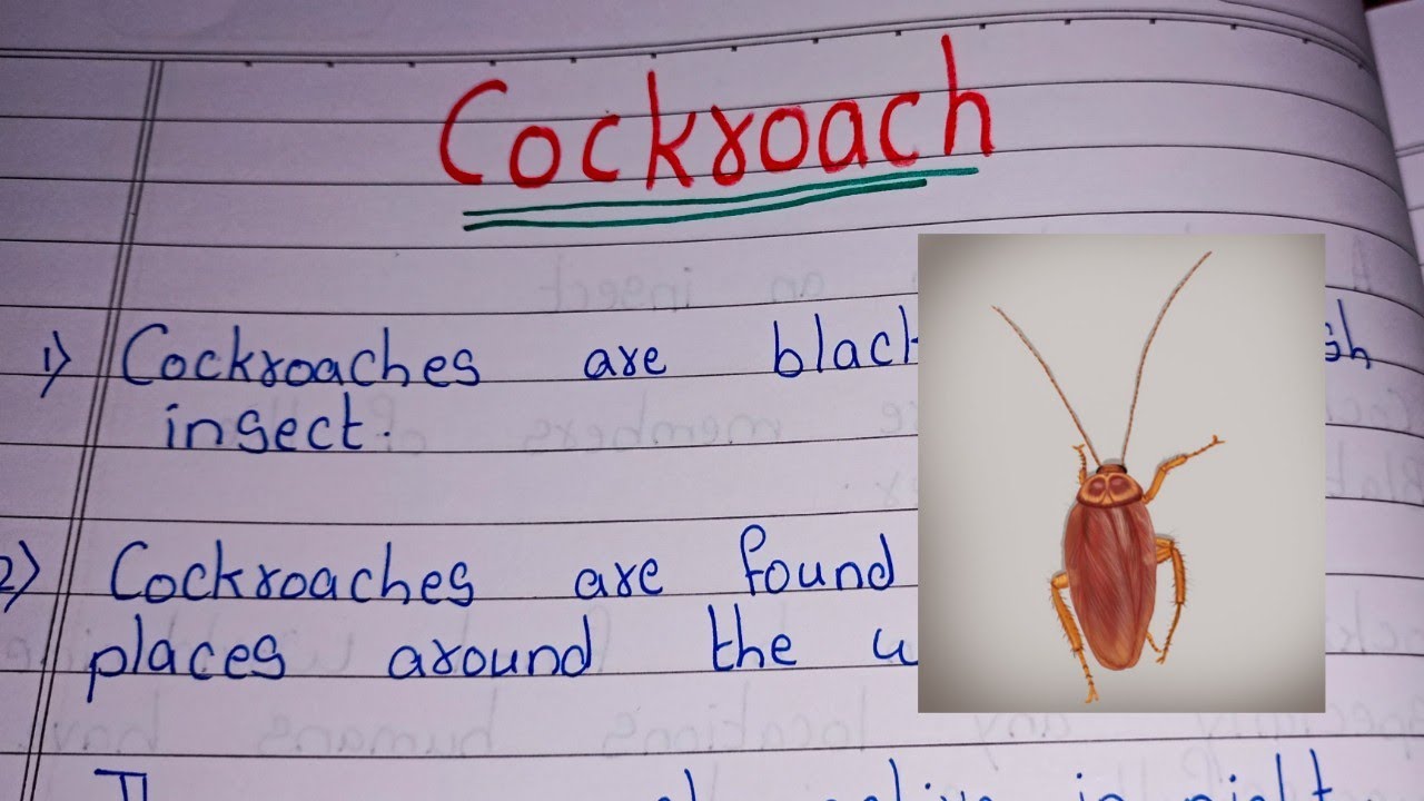 Essay On Cockroach 12 Lines On Cockroach In English Youtube