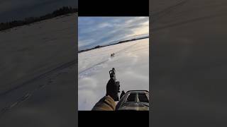 лучший снимок года охота на волка#chasse#hunting#challenge#deerhunting