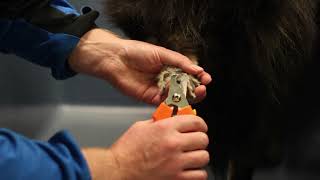 Professionally Trimmed Doggy Nails