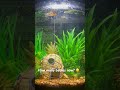 How many babies now? 😊 #aquarium #relxing #fish #shorts
