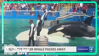 Lolita the orca dies at Miami Seaquarium after halfcentury in captivity