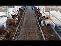 Boer Goats - JSJ Goat Farm