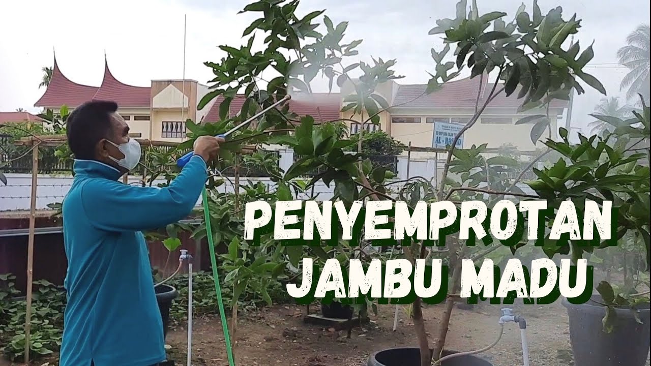Penyemprotan Berkala Jambu Madu Atuk Andre