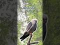 Mississippi Kite Pure Nature Sounds 