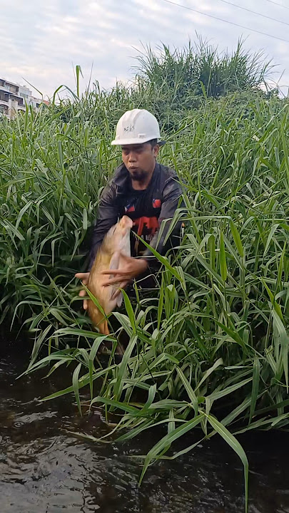 Napakalaking isda