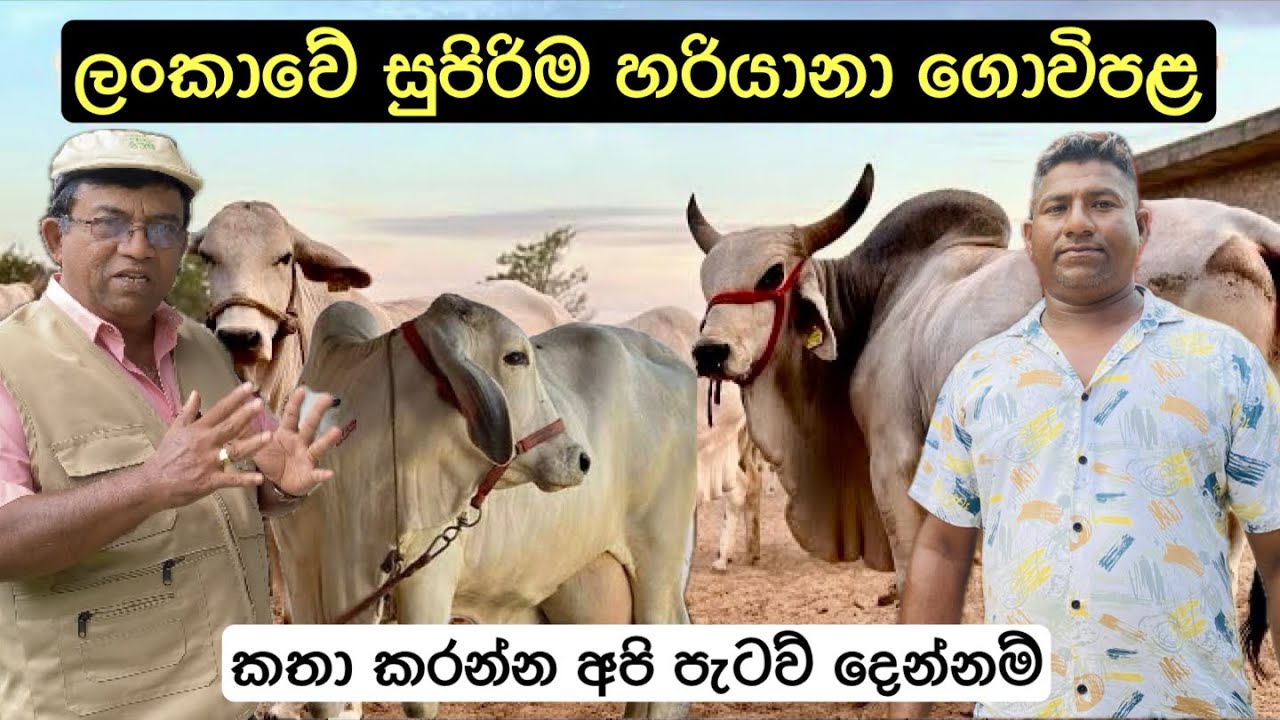 ලංකාවේ සුපිරිම හරියානා සෙට් එක🐂/The Best Hariyana Herd In Sri Lanka🐂🔥🇱🇰 #bullcart #hariyana #agro