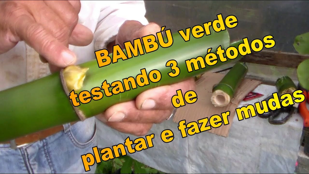 como plantar bambú testando 3 métodos diferentes Americo Brazil informa