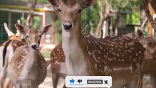 A Deer Migration You Have to See to Believe | National Geographic..