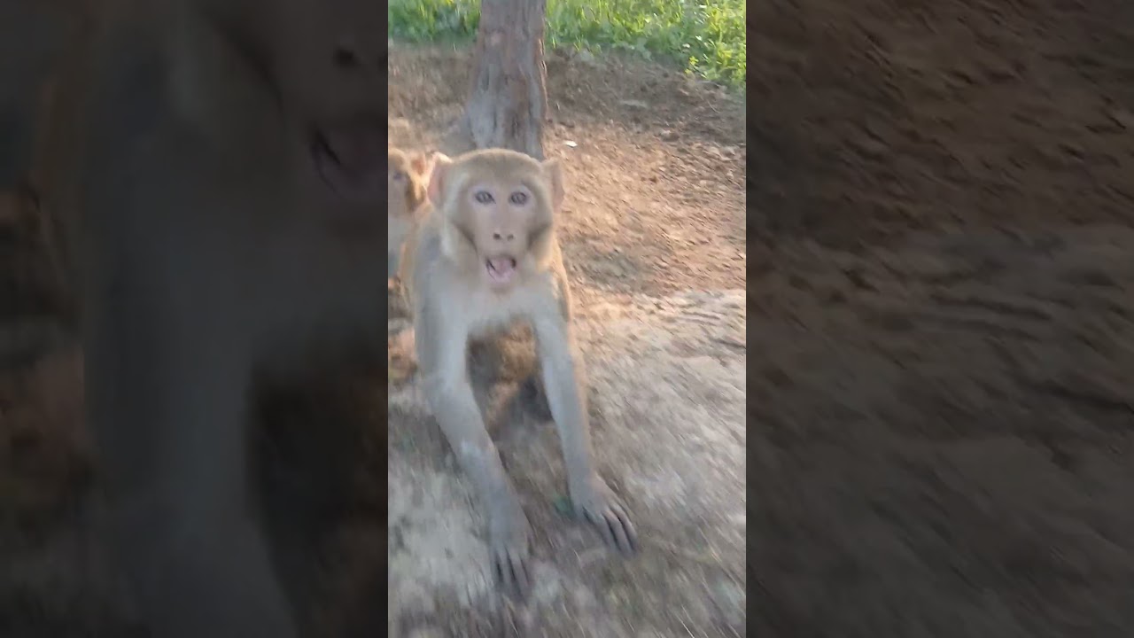 #monkey