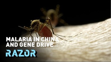 Scientists are genetically modifying mosquitoes to eradicate Malaria 🦟