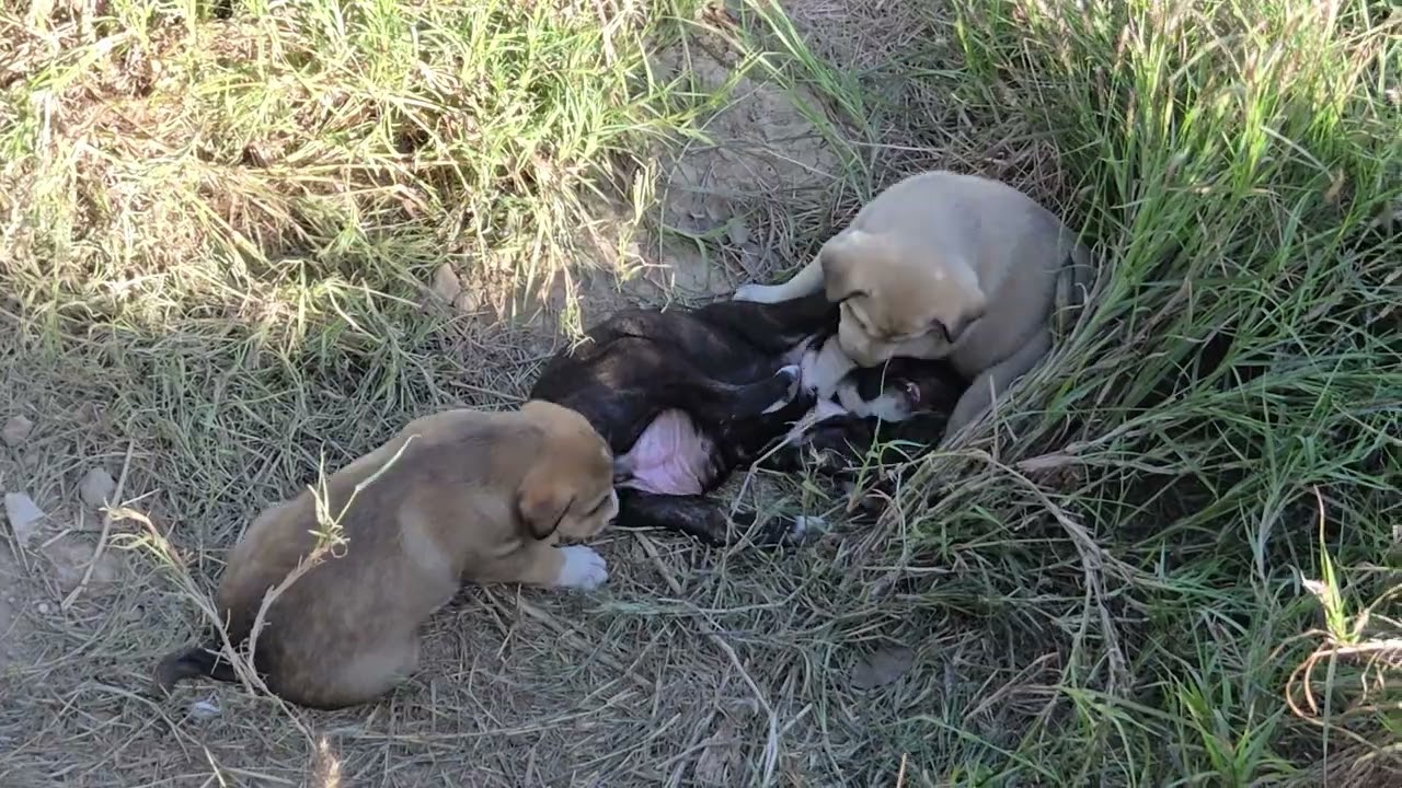 Cute babies playing with mother