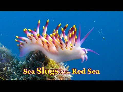 Sea Slugs of the Red Sea - 30 colorful species Nudibranchs & Sea Slugs