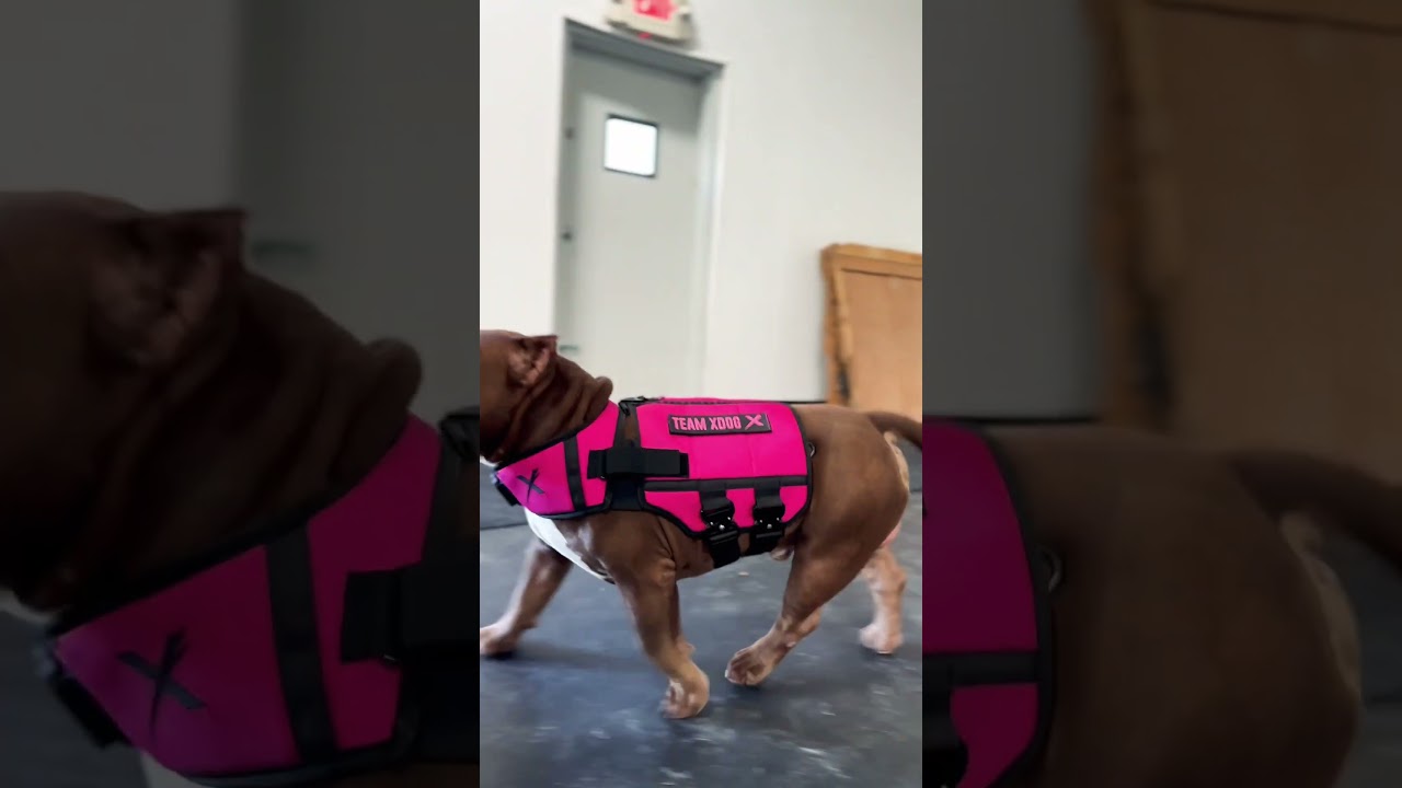 Building A Bond With Your Dog Starts With Trust! 