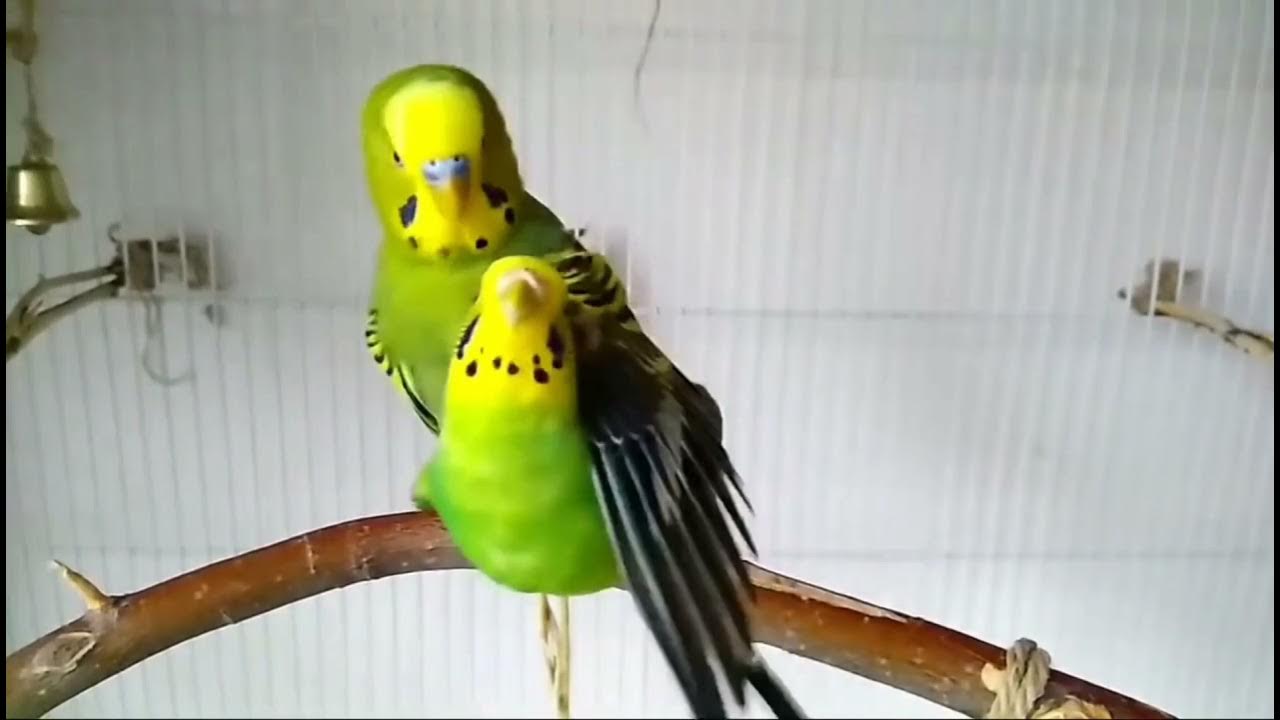 Біздің жұлдыздар Собчак пен Максим әншілерінің порносы