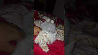sleep sleep sleep 😴 #catvideos #catlove #kitten #petlovers #pets #love #peace
