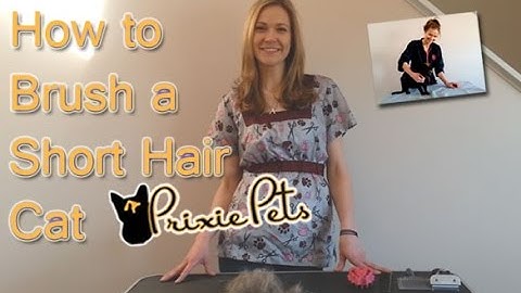 Brush Your Short Hair Cat Out