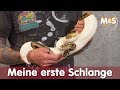 Meine erste schlange  welches tier passt zu mir  reptil tv