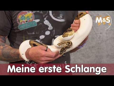 Video: Wann begann der Umgang mit Schlangen?