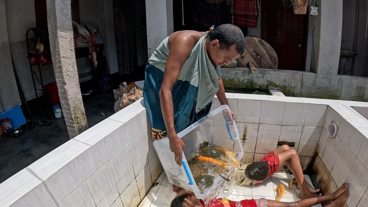 4K Relaxation Aquarium Video Most Beautiful Fish, Tortoise Catching Fish Tank Cleaning