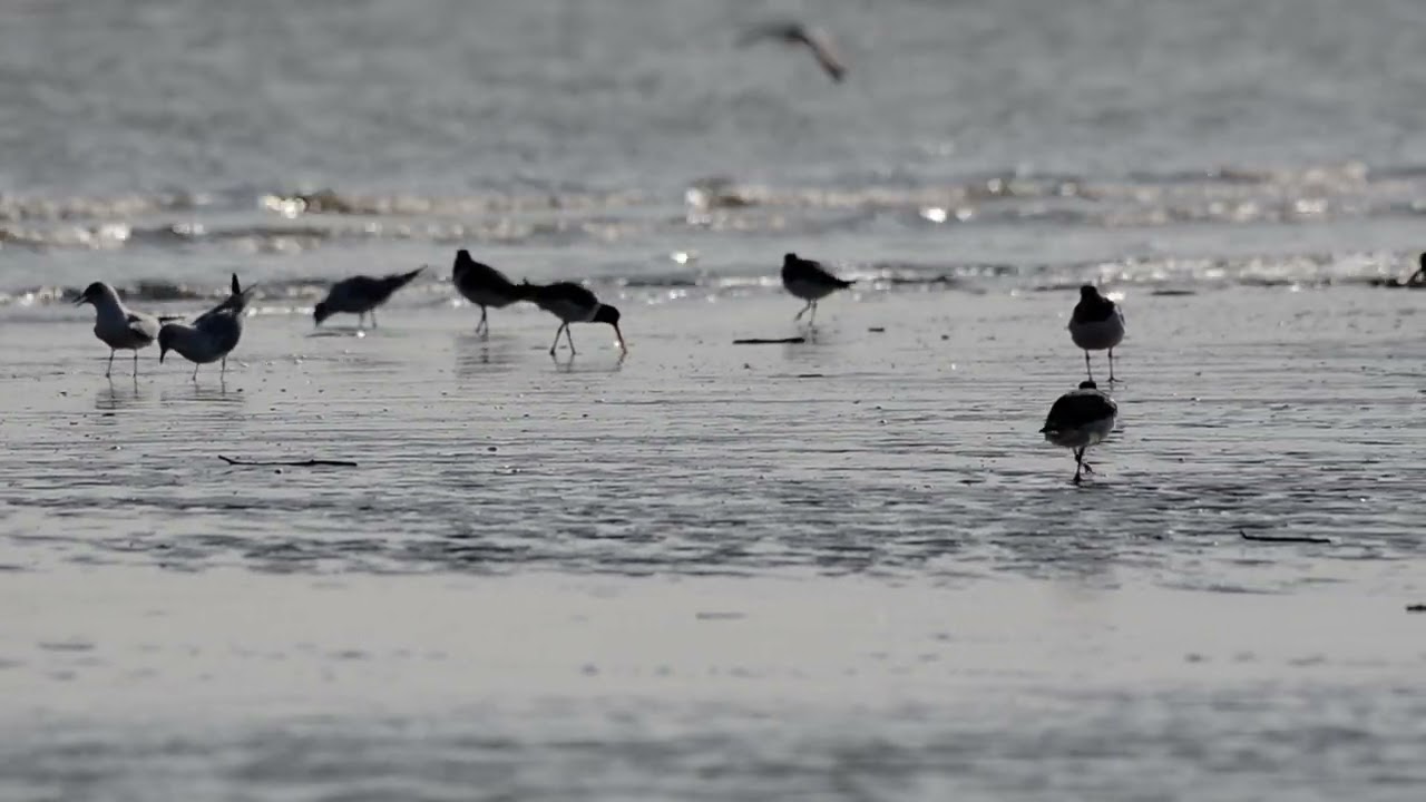 Beccaccia di mare Haematopus ostralegus