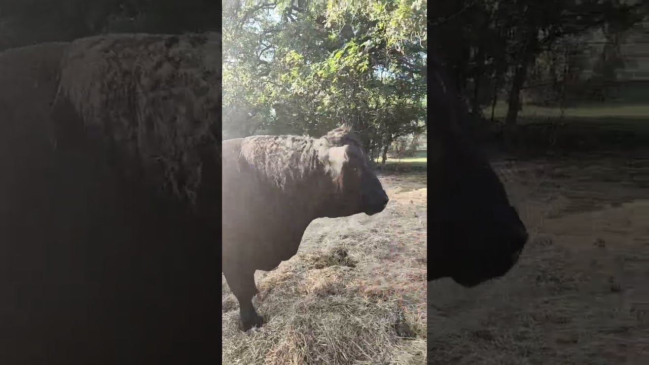 WITH MY BULL WILBUR WHAT A S LIFE Shorts Youtubeshorts Farmerslife Satisfying OH BELTIES 