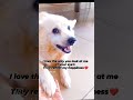 #petlover @dogfeelings3748