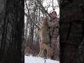 Hunting Coyotes 💥🐺💀 #predatorhunting #hunting #coyotehunt #coyote #hunt