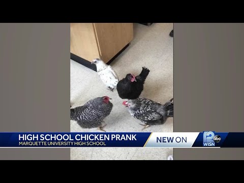 students-take-chickens-to-school-for-senior-prank