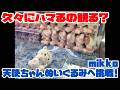 【トリプル】久々にハマるの観る?mikko characters 天使ちゃんぬいぐるみへの挑戦!