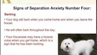 doberman loyal to one person