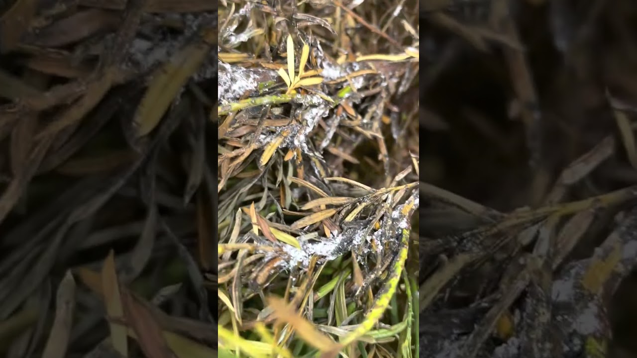 Yew Bush Pest Identification