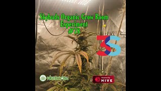 SkyBuds Organic Grow Room Living Soil Experiment #78