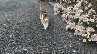 真っ直ぐ向かって来てくれる猫。