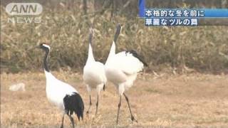 本格的な冬を前に華麗なツルの舞　北海道鶴居村（10/11/23）