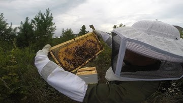 First year beekeeping: Week 20 inspection (timewarp) #colesfarmnc #beekeeping #honeybee