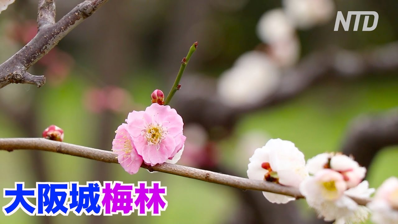 3000年に１度しか咲かない奇跡の花 次々と開花 うどんげ Youtube