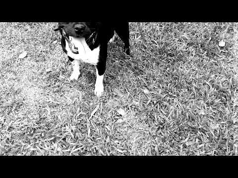 10 Mg. Freestyle #spanishdrill #peruviandrill