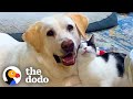 Tiny Kitten Won't Let Anyone Near "Her Man" | The Dodo Foster Diaries