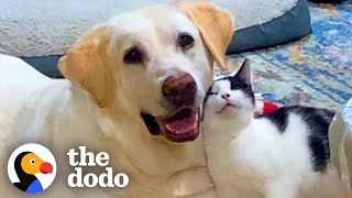Tiny Kitten Won't Let Anyone Near 'Her Man' | The Dodo Foster Diaries