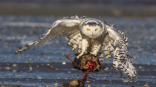 Silent Owl Attack | Animals Summary