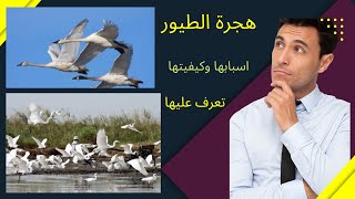 هجرة الطيور  واسبابها واسرارها@قناة معلومة عالمية