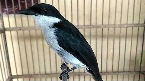Pancingan Burung JingJing Batu Di Jamin Ampuh Pasti Langsung Nyaut