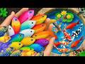 Catching beautiful guppies in the garden, beet fish, carp, koi, rainbow fish, ornamental fish