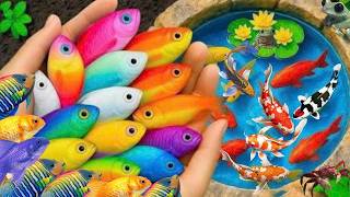 Catching beautiful guppies in the garden, beet fish, carp, koi, rainbow fish, ornamental fish