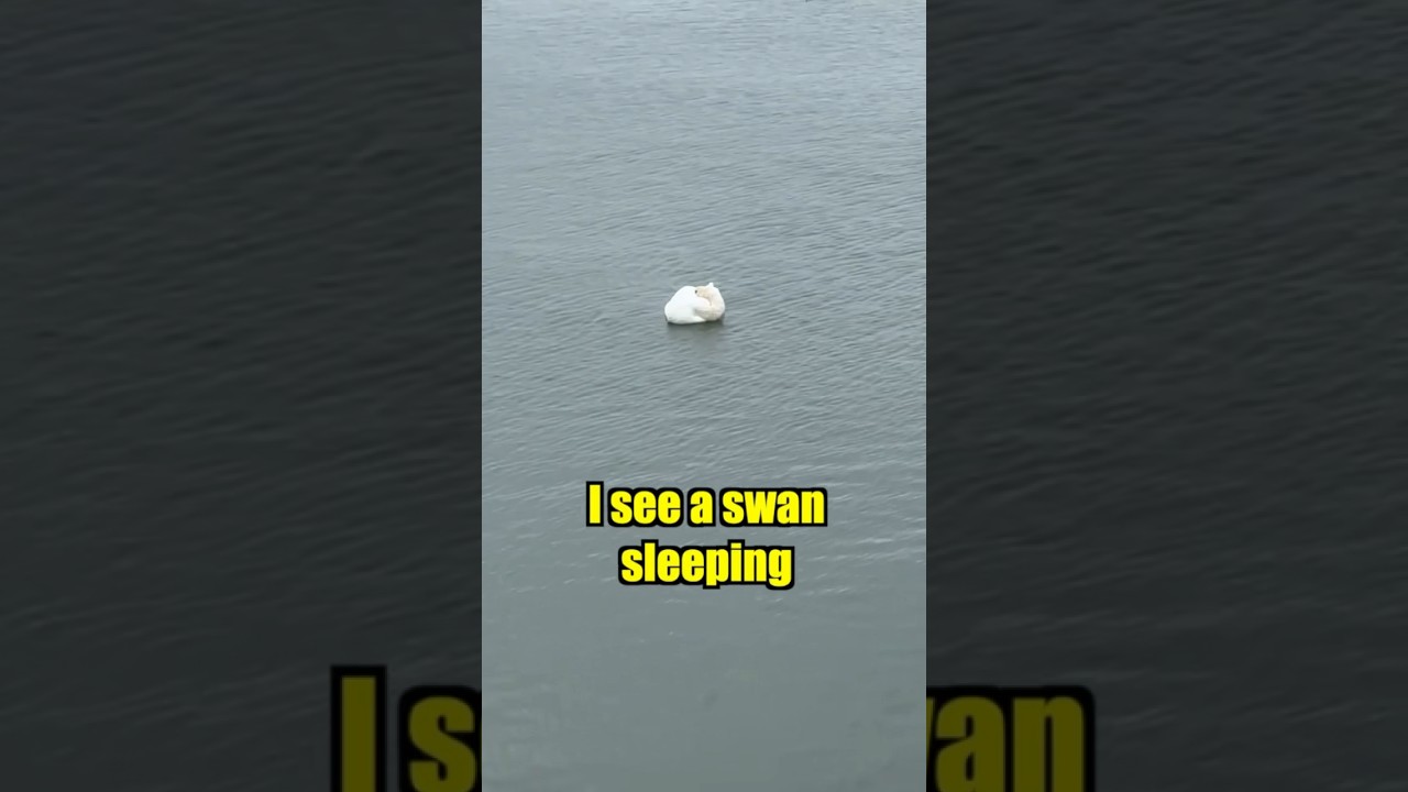 How does a swan sleep on the water? 