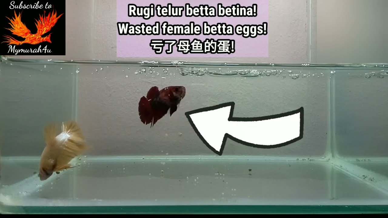 Betta Vlog 10a Koi Galaxy X Yellow Dragon Rugi Telur Wasted Eggs 亏蛋 Full Video Plakat Shorts Youtube