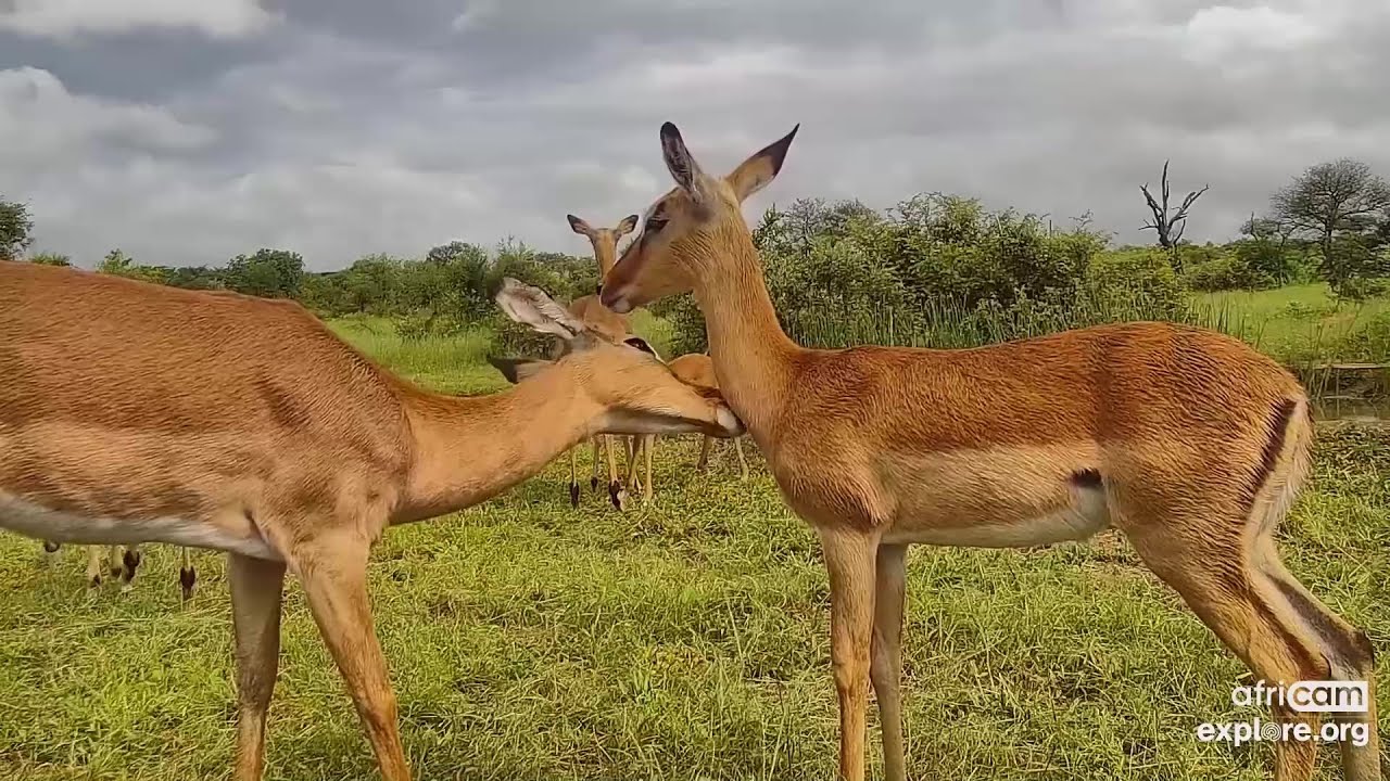 Impalas: suckling, autogrooming, allogrooming.Naledi Cat-eye: Jan 6 2022, 915 AM SAST, explore.org