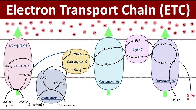 Electron Transport Chain Diagram