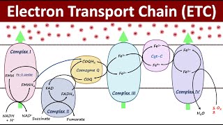 Electron Transport Chain | Mitochondrial Respiration | Biochemistry Basics